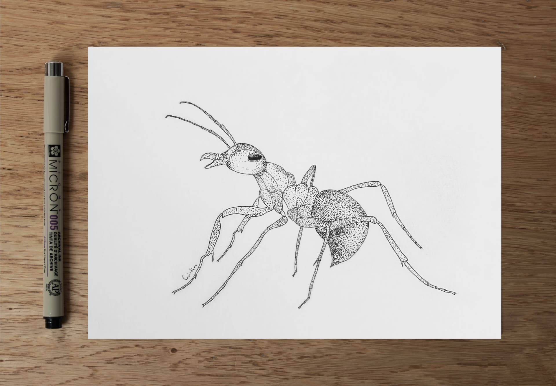 Dibujo original en tinta de una hormiga.