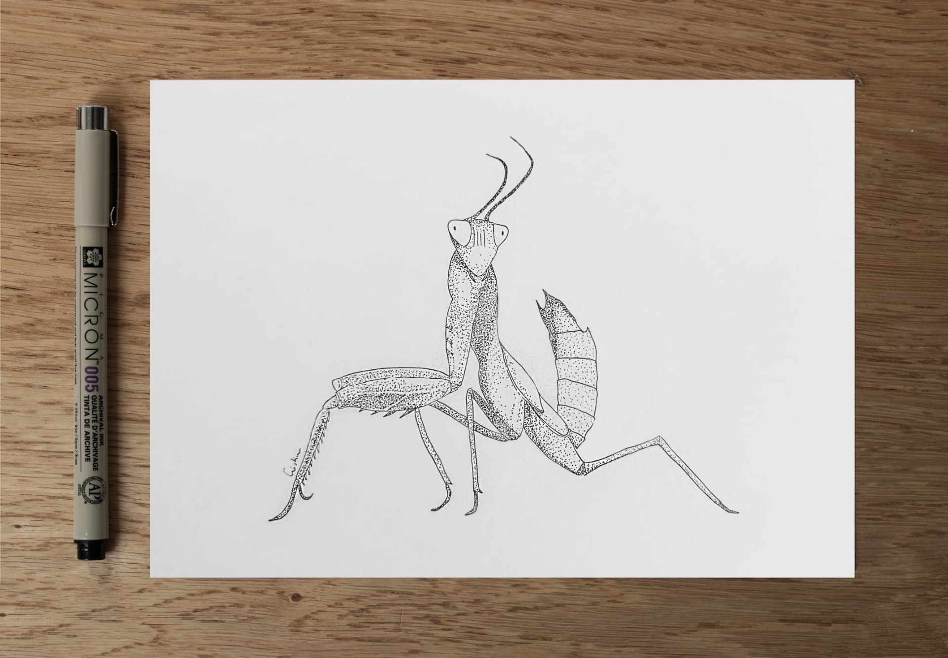 Dibujo original en tinta de una mantis.