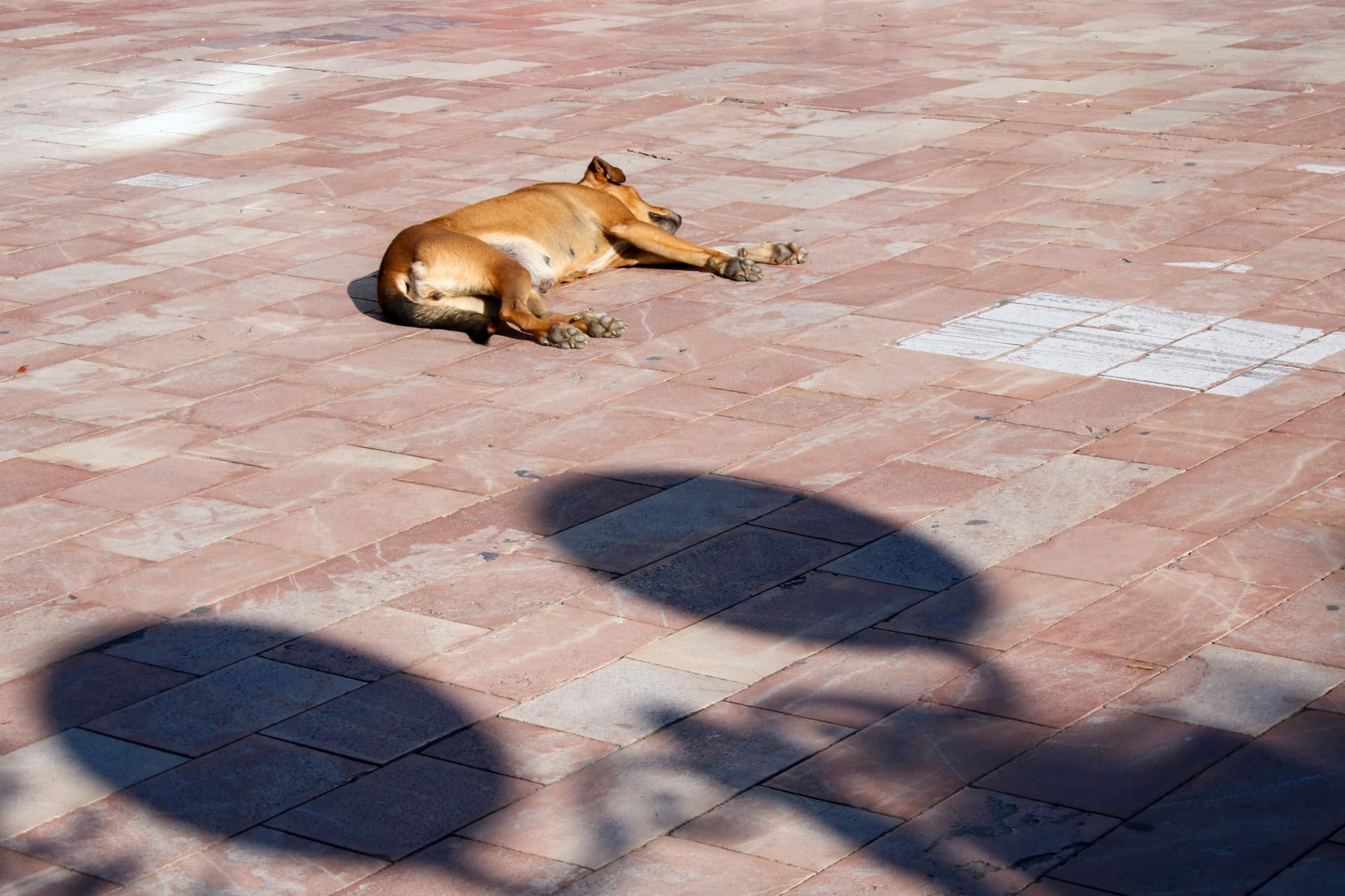 Perro descansando sobre un pavimento urbano con grandes sombras en Shkodër.